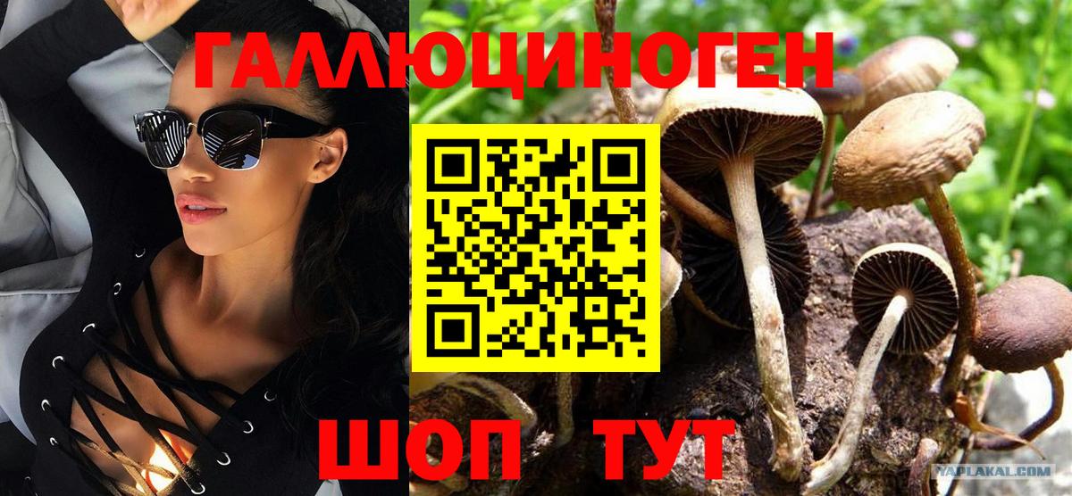 Галлюциногенные грибы Psilocybine cubensis Шадринск